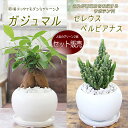 550円お得なセット販売 ガジュマル 幸福をもたらす精霊が住む 多幸の樹 電磁波を吸収するサボテン? セレウスペルヴィアヌス 観葉植物 多肉植物 送料無料 新築祝い 引越し祝い 開店祝い 開所祝い 開業祝い 移転祝い 誕生日 結婚記念日 退職祝い