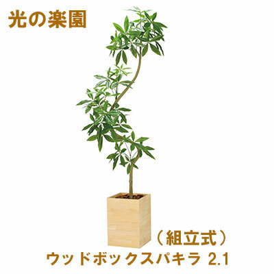 【個人様購入可能】●光の楽園 (2304A980-16) ウッドボックスパキラ 2.1 (組立式) 送料無料 95064