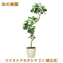 【個人様購入可能】●光の楽園 (2337A825-48) ツイストアルテシマ 2.1(組立式) 送料無料 95097