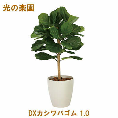 今だけ！ポイント5倍 【個人様購入可能】●光の楽園 (2340A200-50) DXカシワバゴム 1.0 送料無料 95100