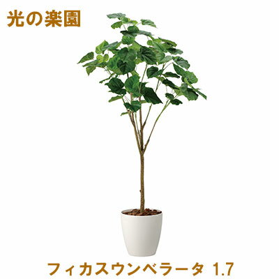 【個人様購入可能】●光の楽園 (2117A430-51) フィカスウンベラータ 1.7 送料無料 95102