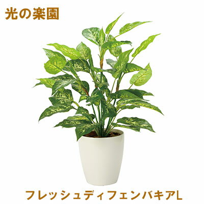 【個人様購入可能】●光の楽園 (2353A85-67) フレッシュディフェンバキアL 送料無料 95115