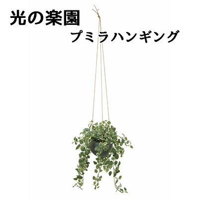 【個人様購入可能】● 光の楽園 (2517A570) プミラ ハンギング 造花 人工 観葉植物 フェイクグリーン光触媒 送料無料 94304