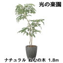 【ポイント5倍 期間限定】【個人様購入可能】● 光の楽園 (2511A780) ナチュラル ねむの木 1.8m 造花 人工 観葉植物 フェイクグリーン光触媒 送...