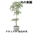 【個人様購入可能】● 光の楽園 (2517A570) ナチュラル ねむの木 造花 人工 観葉植物 フェイクグリーン光触媒 送料無料 94307