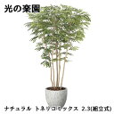 【ポイント5倍 期間限定】【個人様購入可能】● 光の楽園 (2607A1850) ナチュラル トネリコ ミックス 2.3(組立式) 造花 人工 観葉植物 フェイ...