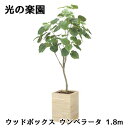 楽天 スーパーSALE期間 10%OFF 【個人様購入可能】● 光の楽園 (2513A680) ウッドボックス ウンベラータ 1.8m 造花 人工 観葉植物 フ...