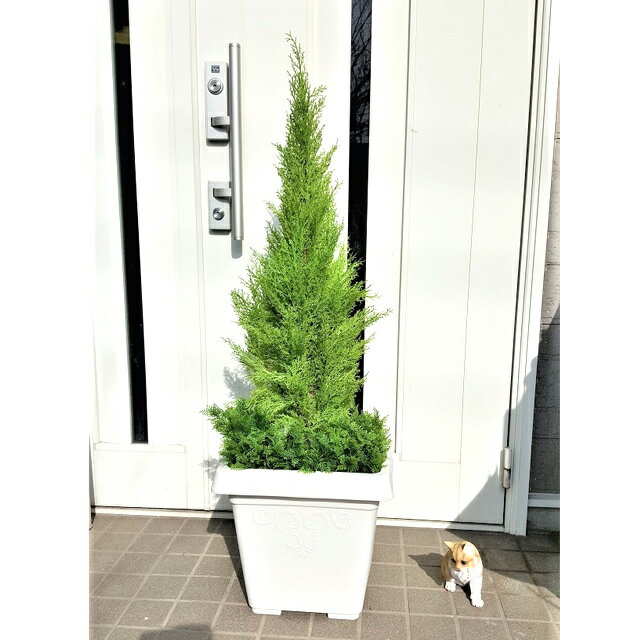 期間限定 ポイント5倍【個人様購入可能】●( wgs-1114 ) ゴールドクレスト 120cm 送料無料 93766