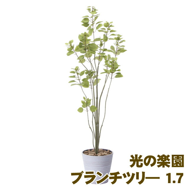 【個人様購入可能】●光の楽園 (2396A250-45) フィカスブランチツリ— 1.7 送料無料 93882