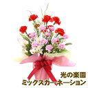 【個人様購入可能】●光の楽園 (858A50-95) ミックスカ—ネ—ション 送料無料 93945
