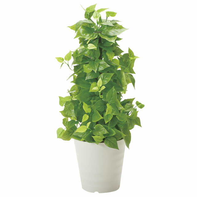 【個人様購入可能】●光の楽園 (381B120-61) ポールライムポトス 送料無料 92508