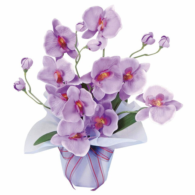 【個人様購入可能】●光の楽園 (68K28-98) ホットファレノ 送料無料 92765