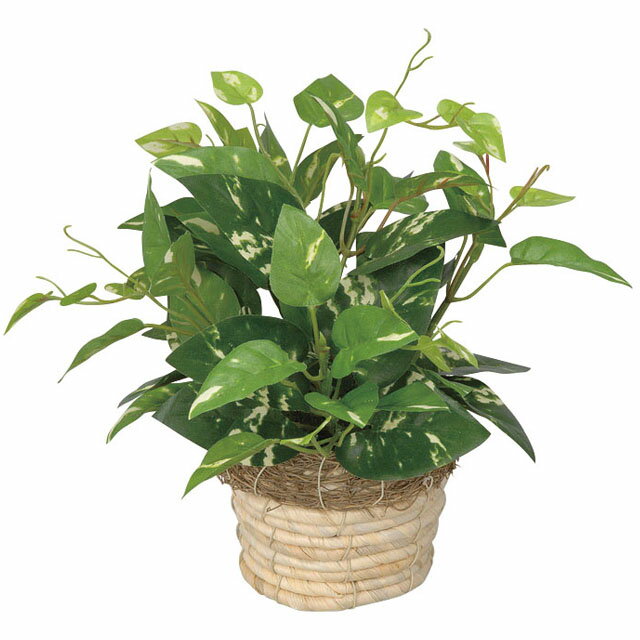 【個人様購入可能】●光の楽園 (265A20-67) ミニポトス 送料無料 92539