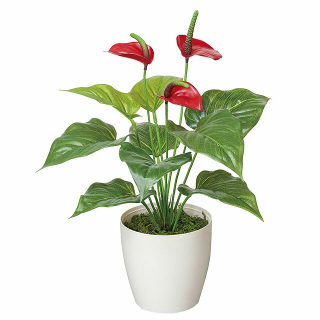 【個人様購入可能】●光の楽園 (389A35-63) フレッシュアンスリューム 送料無料 92526