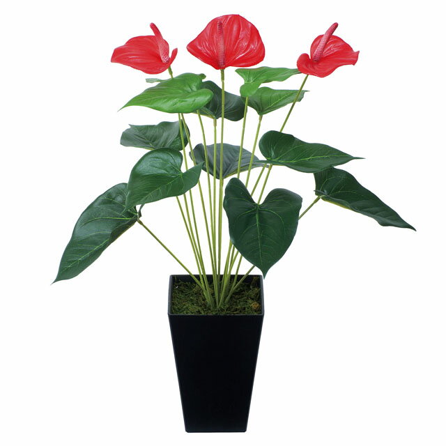 【ポイント3倍 期間限定】【個人様購入可能】●光の楽園 (437K45-63) アンスリューム 送料無料 92524