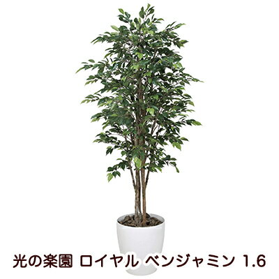 【個人様購入可能】●光の楽園 (150K550-37) ロイヤル ベンジャミン 1.6 送料無料 94121