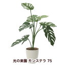 【個人様購入可能】●光の楽園 (225K120-52) モンステラ 75 送料無料 94138