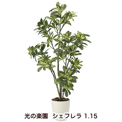 【個人様購入可能】●光の楽園 (2027A180-54) シェフレラ 1.15 送料無料 94247