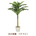 【ポイント5倍 期間限定】【個人様購入可能】●光の楽園 (2209A350-27) バナナ 2.1 送料無料 99459
