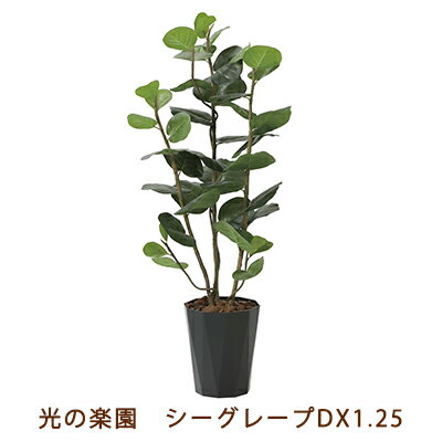 【個人様購入可能】●光の楽園 (2243A240-54) シーグレープ DX 1.25 送料無料 99473