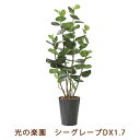 【ポイント5倍 期間限定】【個人様購入可能】●光の楽園 (2244A320-54) シーグレープ DX 1.7 送料無料 99474