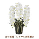 【個人様購入可能】●光の楽園 (2291A200-76) ロイヤル 胡蝶蘭 W 送料無料 99518