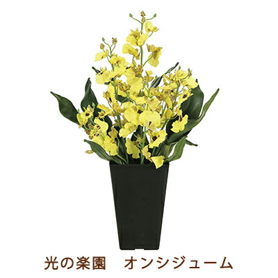 【個人様購入可能】●光の楽園 (2261A50-95) オンシジューム 送料無料 99530