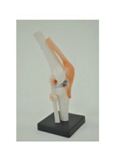 膝関節骨模型