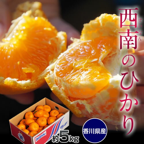 新種のみかん 香川産「西南のひかり」 約5キロ