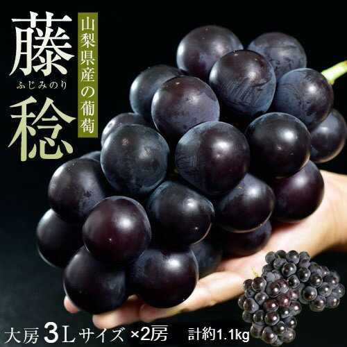 山梨県産　大粒 黒ぶどう 藤稔 大房 3L×2房　合計約1.1kg ※冷蔵 送料無料