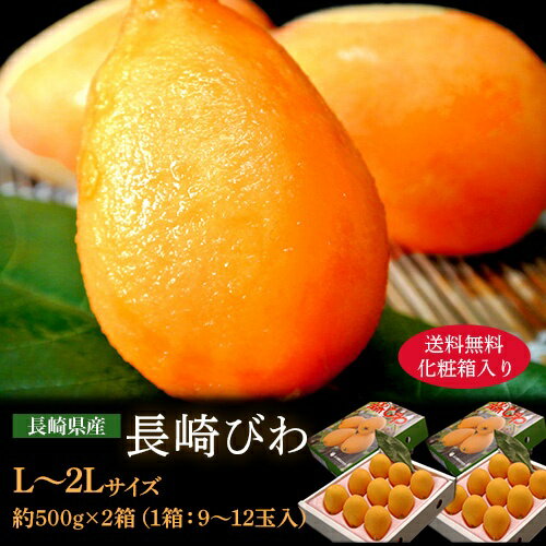 長崎 びわ　 L～2Lサイズ 約500g×2箱　(1箱：9～12玉入) 化粧箱 長崎県産　※冷蔵 送料無料　長崎びわ