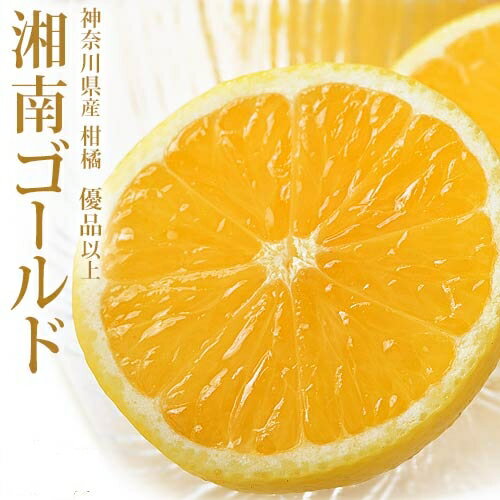 『湘南ゴールド』神奈川県産 柑橘 優品以上 S〜2Lサイズ 風袋込 約2.5kg 簡易梱包 ※常温 送料無料のサムネイル