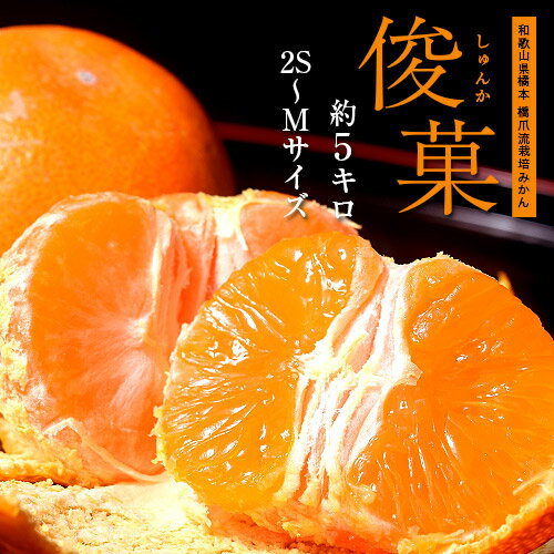 橋爪流栽培みかん 俊菓 (しゅんか) 和歌山県産 2S～Mサイズ 約5kg ※常温 送料無料(4)