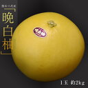 送料無料 熊本県産 世界最大級の柑橘 晩白柚 ばんぺいゆ 1玉 約2kg