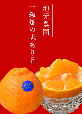 鹿児島県獅子島産 しらぬひ 池元農園一級畑の訳あり品　約2.5kg×2箱　送料無料