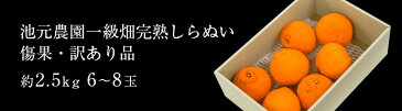 鹿児島県獅子島産 しらぬひ 池元農園一級畑の訳あり品　約2.5kg×2箱　送料無料