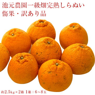 鹿児島県獅子島産 しらぬひ 池元農園一級畑の訳あり品　約2.5kg×2箱　送料無料