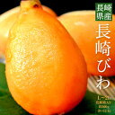 びわ 長崎びわ L〜2Lサイズ 約500g (9〜12玉) 化粧箱 長崎県産 ※冷蔵 送料無料