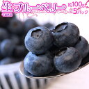 千葉県産 　生ブルーベリー 約100g×5パック　※冷蔵 送料無料