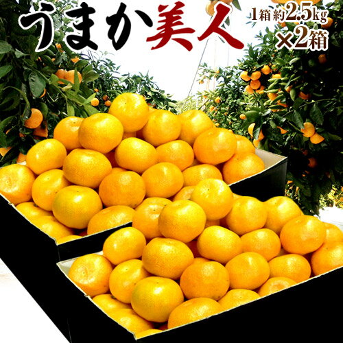 JAからつ 『うまか美人』 佐賀県産 みかん 約2.5kg×2箱 小玉 2S～3Sサイズ　※常温　送料無料