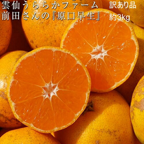 【訳あり品】前田晃佑さんの 原口早生みかん 約3kg (バラ詰め・3S〜M込) 長崎県産 雲仙うららかファーム ※常温 送料無料