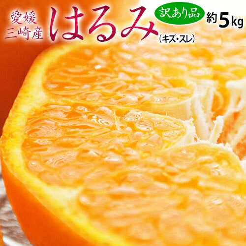 【カード又は代引き限定】三崎共選のはるみ 訳あり品 愛媛県産 サイズ未指定　風袋込 約5kg 産地箱 キズ・スレ等有り JAにしうわ ※常温　送料無料