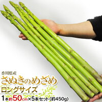 さぬきのめざめ 香川県産 極太 2L 約50cm×5本 (計約450g) アスパラガス ※冷蔵 JA香川県 送料無料