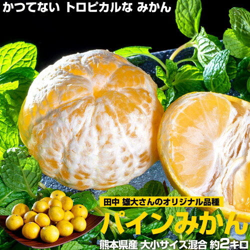 『田中雄大さんの パインみかん』 熊本県産　柑橘 小〜大サイズ 風袋込 約2kg（1玉あたり30〜130g程度）簡易梱包 ※常温　柑橘　フルーツ　送料無料のサムネイル