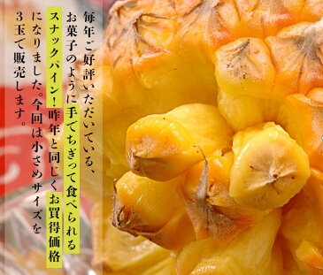 パイナップル 沖縄県産 スナックパイン 約500g×3玉 (合計約1.5kg)　送料無料