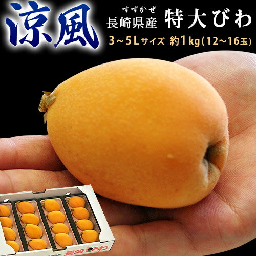 特大 びわ 涼風 (すずかぜ) 長崎県産 3〜5L　4パック 約1kg 12〜16玉 ※冷蔵 【5箱まで送料1口】 すずかぜ　長崎