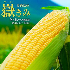 無選別『嶽きみ』青森県産とうもろこし 約3kg(7～13本前後) ※冷蔵 岩木山嶽高原直送 送料無料