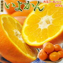 【2箱購入で1箱分増量】愛媛県産 いよかん 約3kg 大玉3〜4L 送料無料