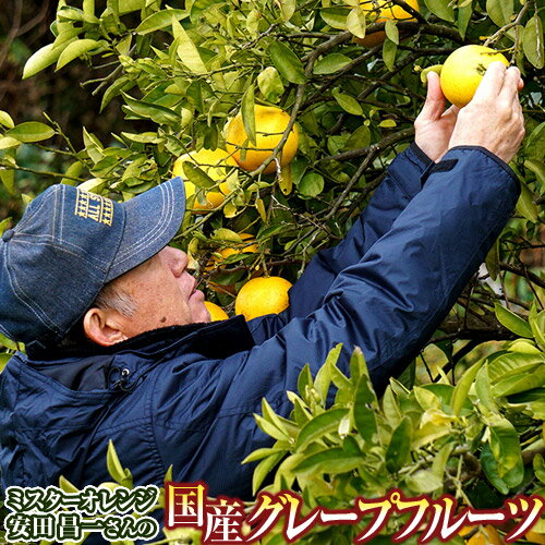 安田昌一さん の 完熟グレープフルーツ ホワイト種 熊本県産 約3kg 6～10玉 化粧箱 常温 送料無料