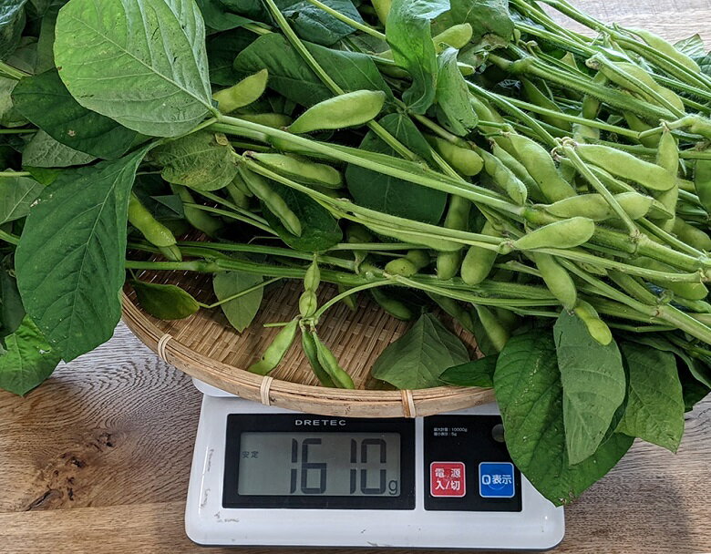 千葉県産 葉付き枝豆 『神風香』 1箱 10本（枝葉込み：約1.5kg／房の重量で約700g） ※冷蔵のサムネイル